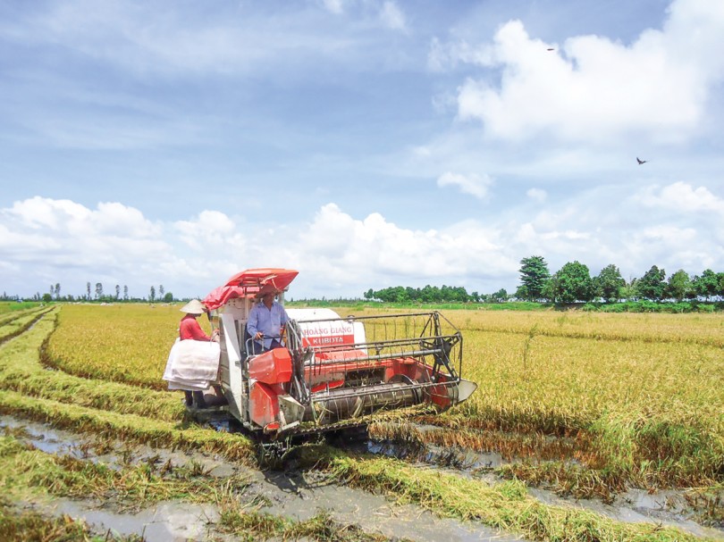Liên kết hợp tác xây dựng chuỗi giá trị lúa, gạo