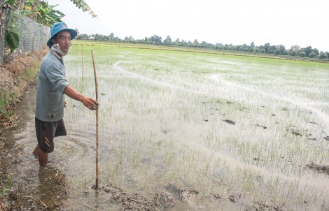 Đầu ra bấp bênh, nông dân không “mặn mà” với cây mè