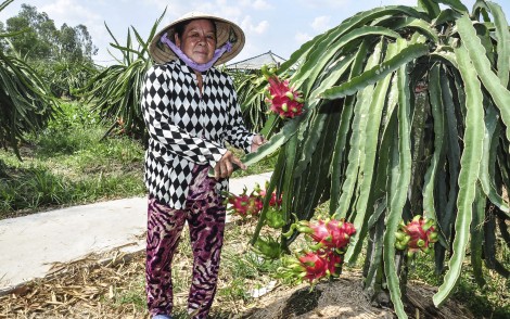 Làm giàu từ mô hình thanh long ruột đỏ