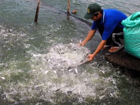 Phê duyệt đề án liên kết sản xuất giống cá tra 3 cấp chất lượng cao vùng ĐBSCL