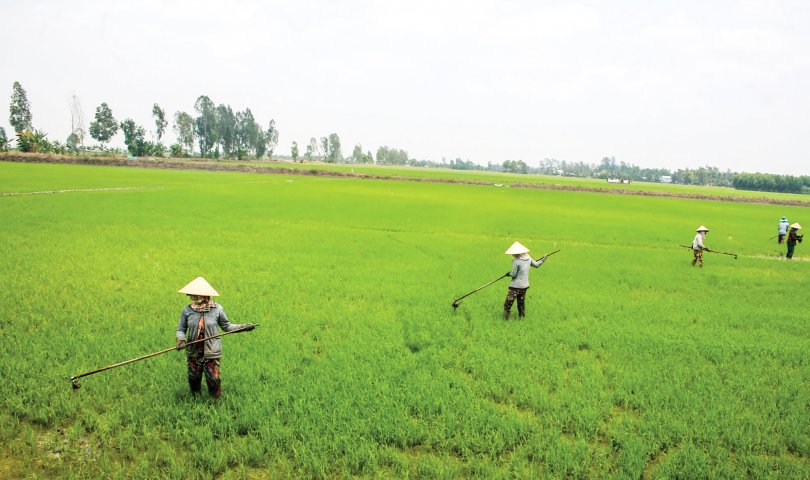 Chủ động phòng ngừa dịch hại
