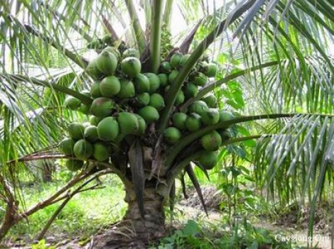Nghiên cứu chọn tạo giống dừa chất lượng cao cho các tỉnh ĐBSCL