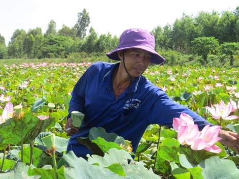 Nông dân bất an vì bệnh thối ngó sen