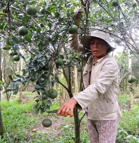 Xứng tầm huyện nông thôn mới Phong Điền