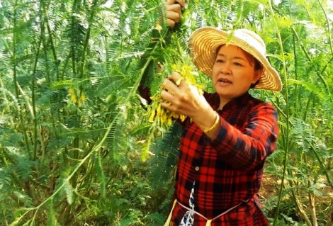 Trồng điên điển mùa nghịch, thu lãi cao