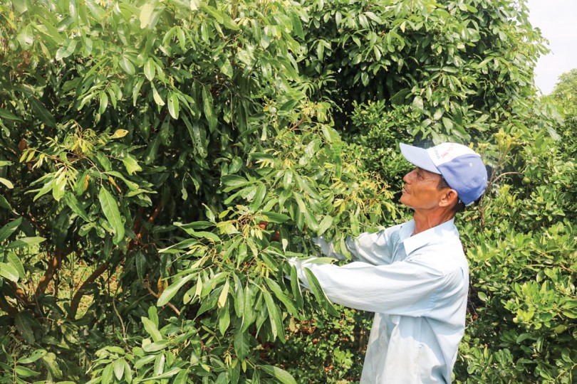 Định hướng xây dựng vùng chuyên canh cây ăn trái xuất khẩu
