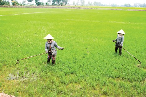 Cần loại bỏ thói quen gieo sạ dày, lãng phí giống