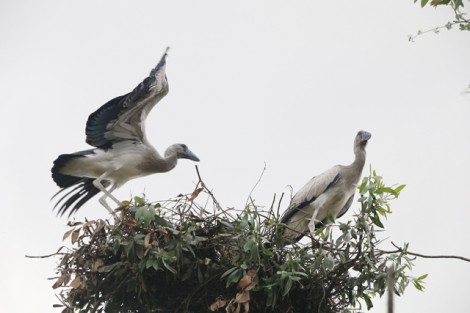 Cò nhạn về sinh sống ngày càng nhiều ở rừng tràm Gáo Giồng