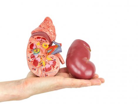 Bộ Y tế yêu cầu xác minh thông tin “Cò buôn thận tung hoành ở bệnh viện Sài Gòn”