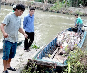 Nguồn cung giảm, heo hơi tăng giá