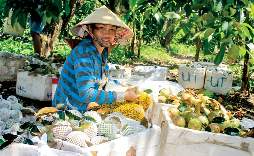 [Sản xuất trái cây rải vụ] Liên kết để kết nối cung - cầu