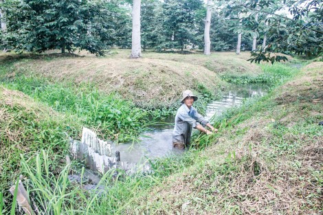Tích cực bảo vệ vườn cây mùa nắng nóng