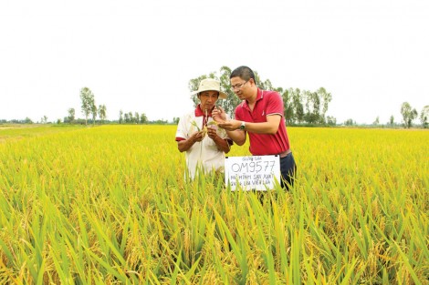 Viện lúa chuyển giao độc quyền 2 giống lúa mới cho Tập đoàn Lộc Trời