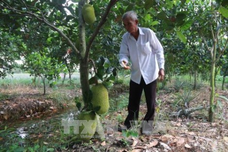 Giá mít Thái siêu sớm cao kỷ lục, trộm trái cây "lộng hành" ở Tiền Giang