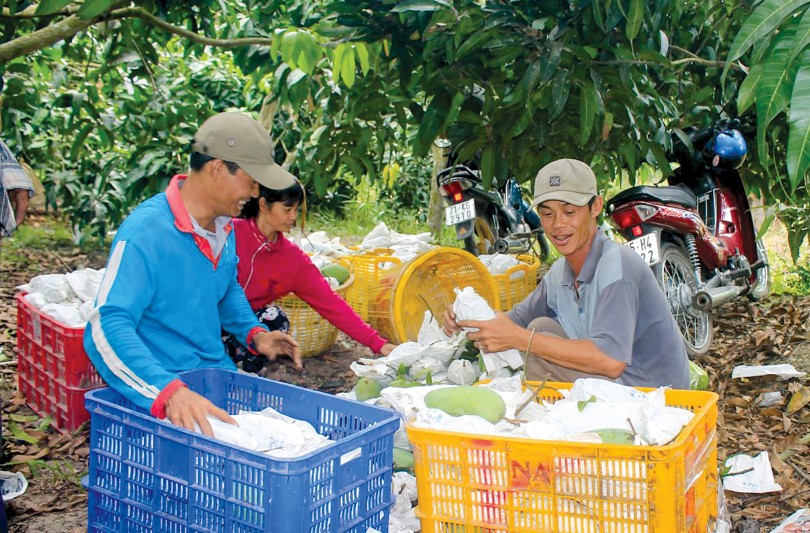 Trái cây được giá, nhà vườn vẫn chưa an tâm “đầu ra”