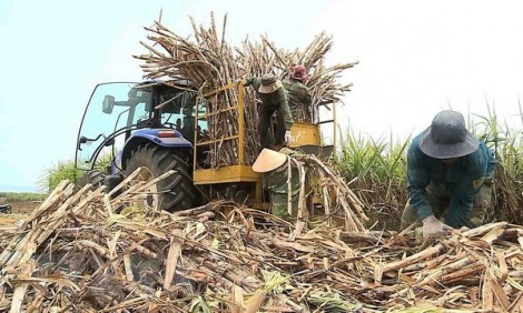 Sẽ duy trì ổn định 300.000ha mía trên cả nước đến năm 2030
