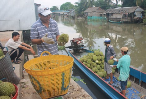 Sầu riêng giảm giá 