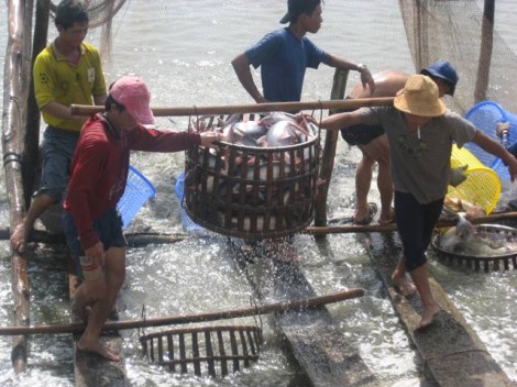 Kiên quyết không cấp phép ao nuôi không đảm bảo về xử lý môi trường