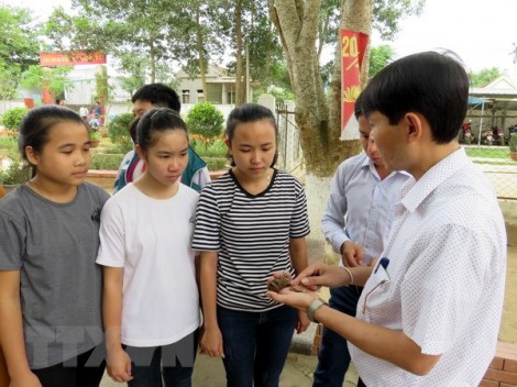 Bảy học sinh lớp 1 ngộ độc do ăn hạt ngô đồng rơi trên sân trường
