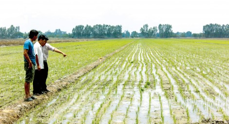 Cơ giới khâu cấy lúa, giảm chi phí giống