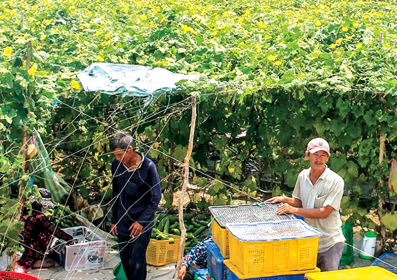 Cần hỗ trợ nông dân

kết nối cung - cầu
