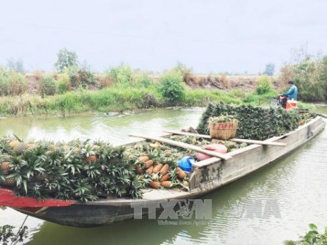 Giá khóm tăng cao, nông dân Đồng Tháp Mười lãi lớn