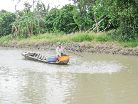 Nâng chất lượng nguồn giống cá tra