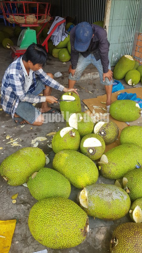 Vào mùa thu hoạch rộ, giá mít Thái siêu sớm giảm sâu