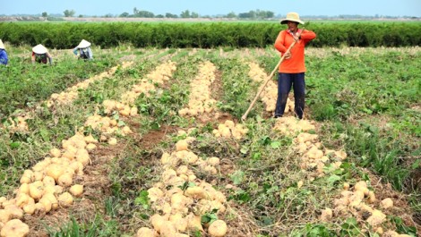 Nông dân trồng sắn bị thua lỗ