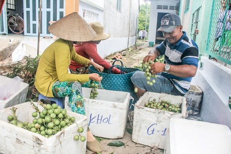 Rộ mùa, giá trái dâu giảm mạnh