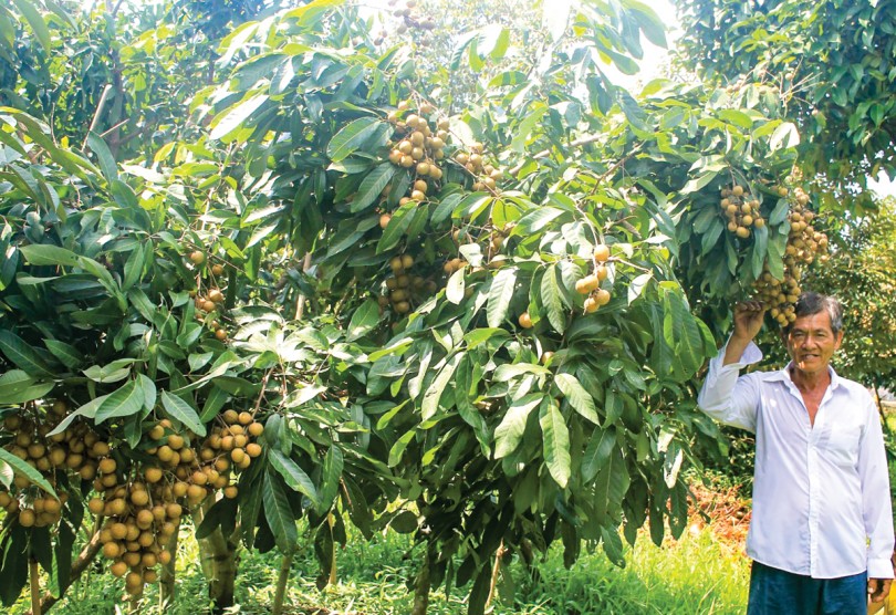 Để nông dân an tâm trồng nhãn Ido