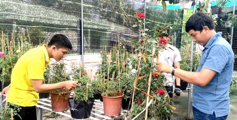 Hồng ngoại, hồng cổ:

xu hướng chơi hoa!
