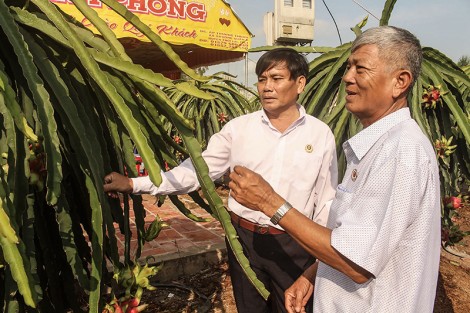 Cựu chiến binh giúp nhau làm kinh tế