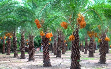 Chà là - cây kiểng công trình mới tại làng hoa Sa Đéc