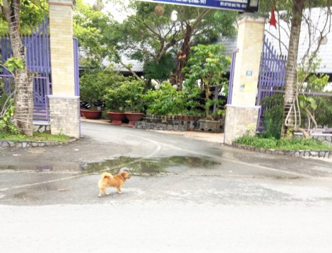 Thả rông gia súc, vật nuôi, tiềm ẩn nguy cơ mất an toàn giao thông