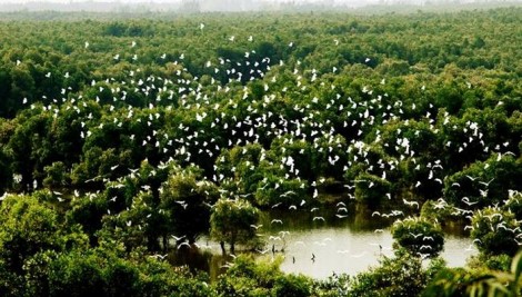 Vườn Quốc gia Tràm Chim lắp đặt camera phục vụ công tác bảo vệ rừng
