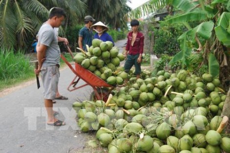 Dừa xiêm xanh tăng giá mạnh