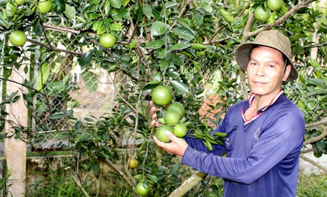 Làm giàu nhờ trồng

cam mật không hạt