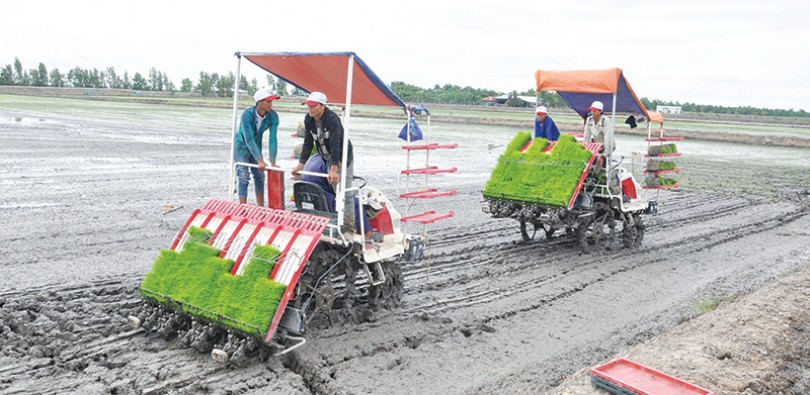 Lúa Nhật lãi cao nhờ bao tiêu