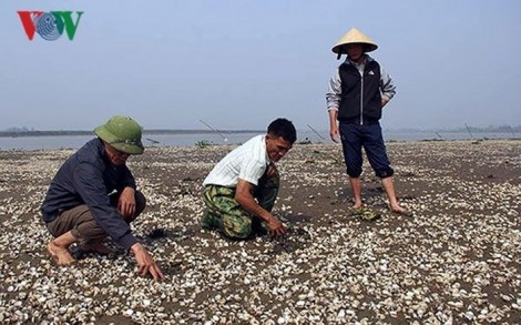Nghêu chết hàng loạt, nông dân Trà Vinh thất thu hàng tỷ đồng