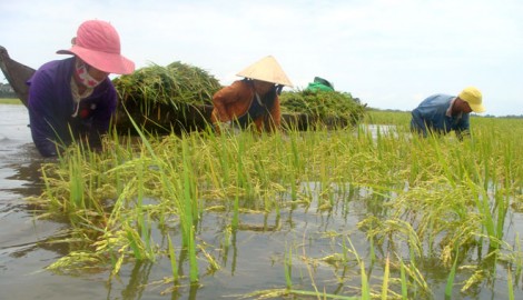 Mưa lớn gây nhiều thiệt hại về tài sản