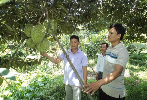 Chú trọng phát triển kinh tế hợp tác
