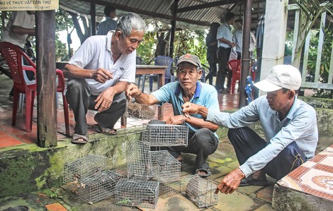 Giải pháp diệt chuột an toàn, bảo vệ mùa màng