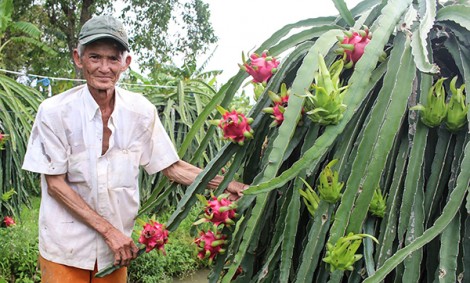 Thu nhập cao với vườn thanh long ruột đỏ