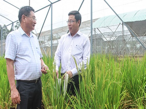 Mở rộng độ bao phủ các giống lúa OM