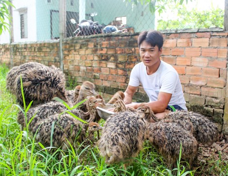 Nuôi chim công, đà điểu