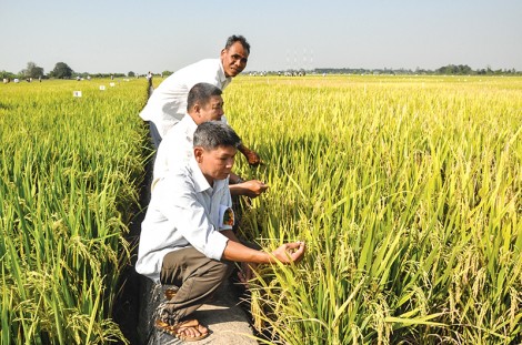 Ngăn chặn tình trạng bán lúa giống giả