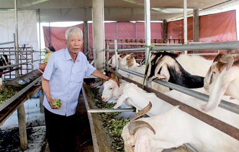 Nuôi dê cho thu nhập cao