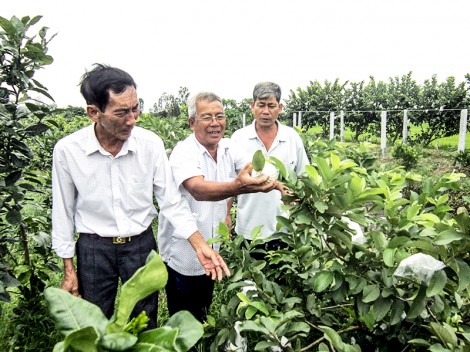 Đổi thay ở Thới Hiệp B