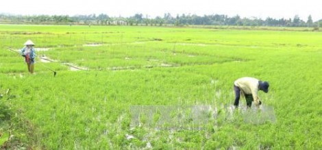 Bạc Liêu chống úng ngập cứu lúa